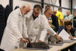 Keuring fraaiste hangoor AOC klasse